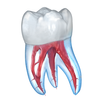 Dental 3D Illustrationen für Termin Zeichen