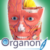 3D Organon Anatomy Zeichen