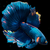 Betta Fish Live Wallpaper FREE Zeichen